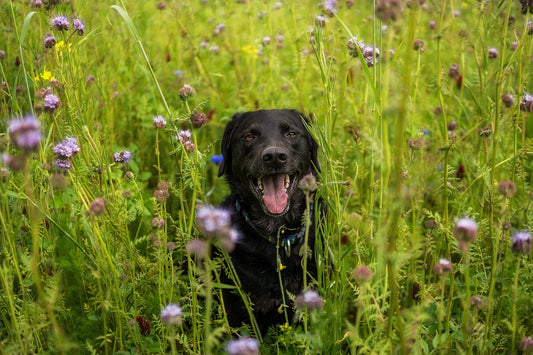 Medische zaken voor je hond: een overzicht