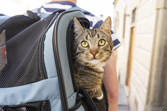 Je kat op reis?
