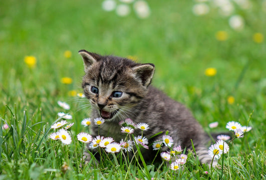 Medische zaken voor je kat: een overzicht